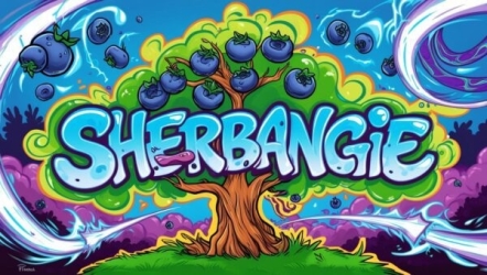 Sherbangie - ELEV8 Seeds