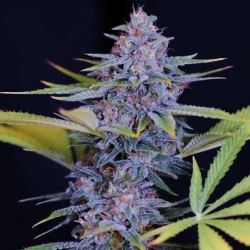 Afghani Gold - Spliff Seeds