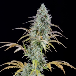 AK Automatic - Spliff Seeds