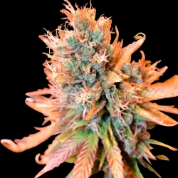 Blue Medi Kush - Spliff Seeds