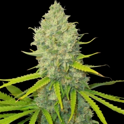 Bubblegun - Spliff Seeds