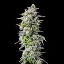 Crystal White - Spliff Seeds