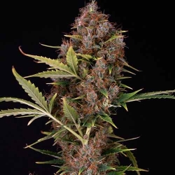 Dutch Automatic - Spliff Seeds