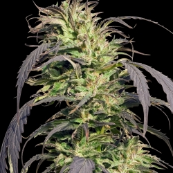 Gold Rush Outdoor - Spliff Seeds