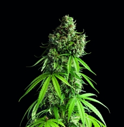 Jack F1 - Spliff Seeds