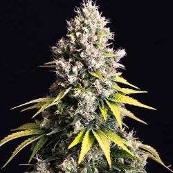 Lemon Cream Kush - Spliff Seeds