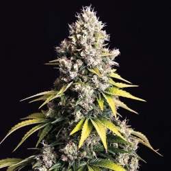 Lemon Cream Kush Automatic - Spliff Seeds