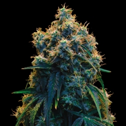 Mega Power Plant - Spliff Seeds