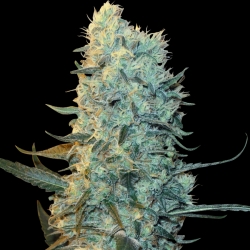 Power Plant - Spliff Seeds
