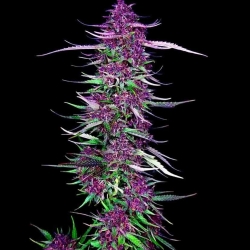 Purple Berry Kush - Spliff Seeds