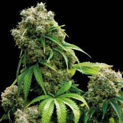 Snow White - Spliff Seeds