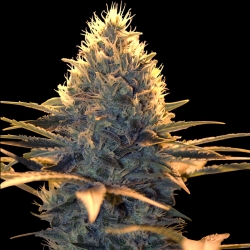 Spliff Cheese - Spliff Seeds