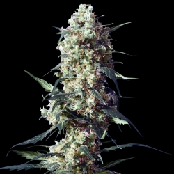 Spliff's Strawberry - Spliff Seeds