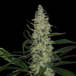 Super Skunk - Spliff Seeds