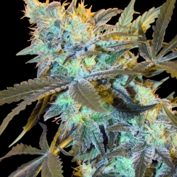 White Widow (Spliff Seeds) - Spliff Seeds