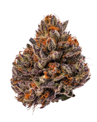 Tropicana Cherry Triploid F1 - Growers Choice