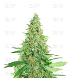 Afghan Kush Regular (World of Seeds) Cannabis-Samen