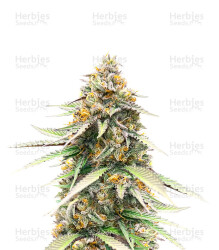Delicious Cookies Early Version feminisierte Samen (Delicious Seeds)