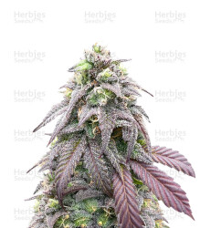Bay Burger feminisierte Samen (Delicious Seeds)