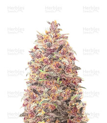 Dark Lemonade Auto feminisierte Samen (Delicious Seeds)