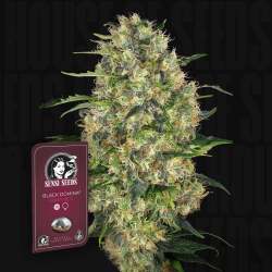 Black Domina