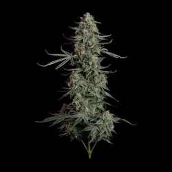 Blue Dream Auto - Seedsman