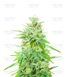 Blackwater feminisierte Samen (Original Sensible Seeds)