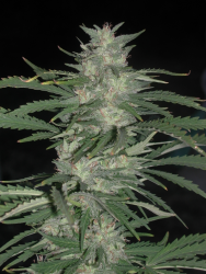Nepal Jam regulär - Ace Seeds