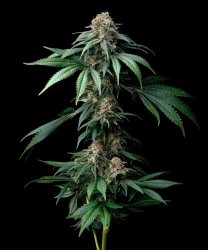 Mendo Breath - Barney’s Farm