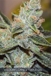 Wedding Cake x Triple OG - Vision Seeds