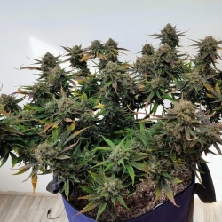 Alchemist's Apprentice Autoflowering - Night Owl Seeds