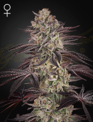 Biscotti Auto - GreenHouse Seeds