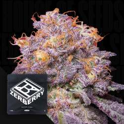Zerberry