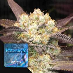 Vitamin Z