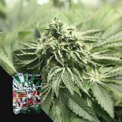 RLX OG Kush