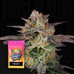 Candyqueso