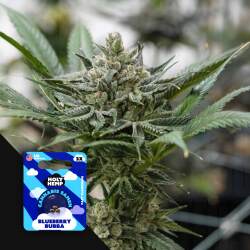 Blueberry Bubba