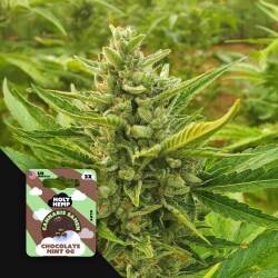 Chocolate Mint OG