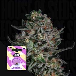 Purple Milkshake