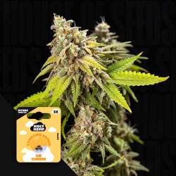 UK Cheese