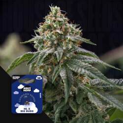 NL x Big Buds