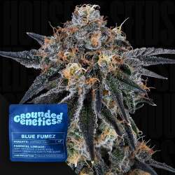 Blue Fumez