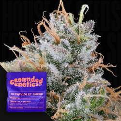Ultraviolet Sherb