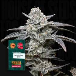 Lemon Cherry Gelato