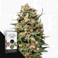 Skunk #1