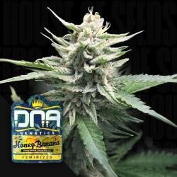 Honey Banana S1