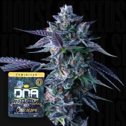 Chocolope