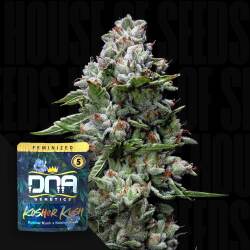 Kosher Kush