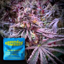 Sour Blucci