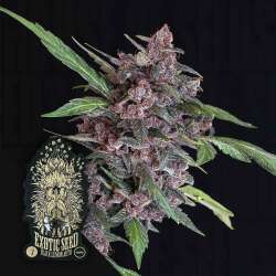 Black Lemon Auto